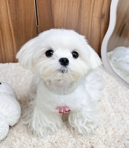 Chaleco princesita para perros y gatos – Ropa de punto de invierno - imagen 4