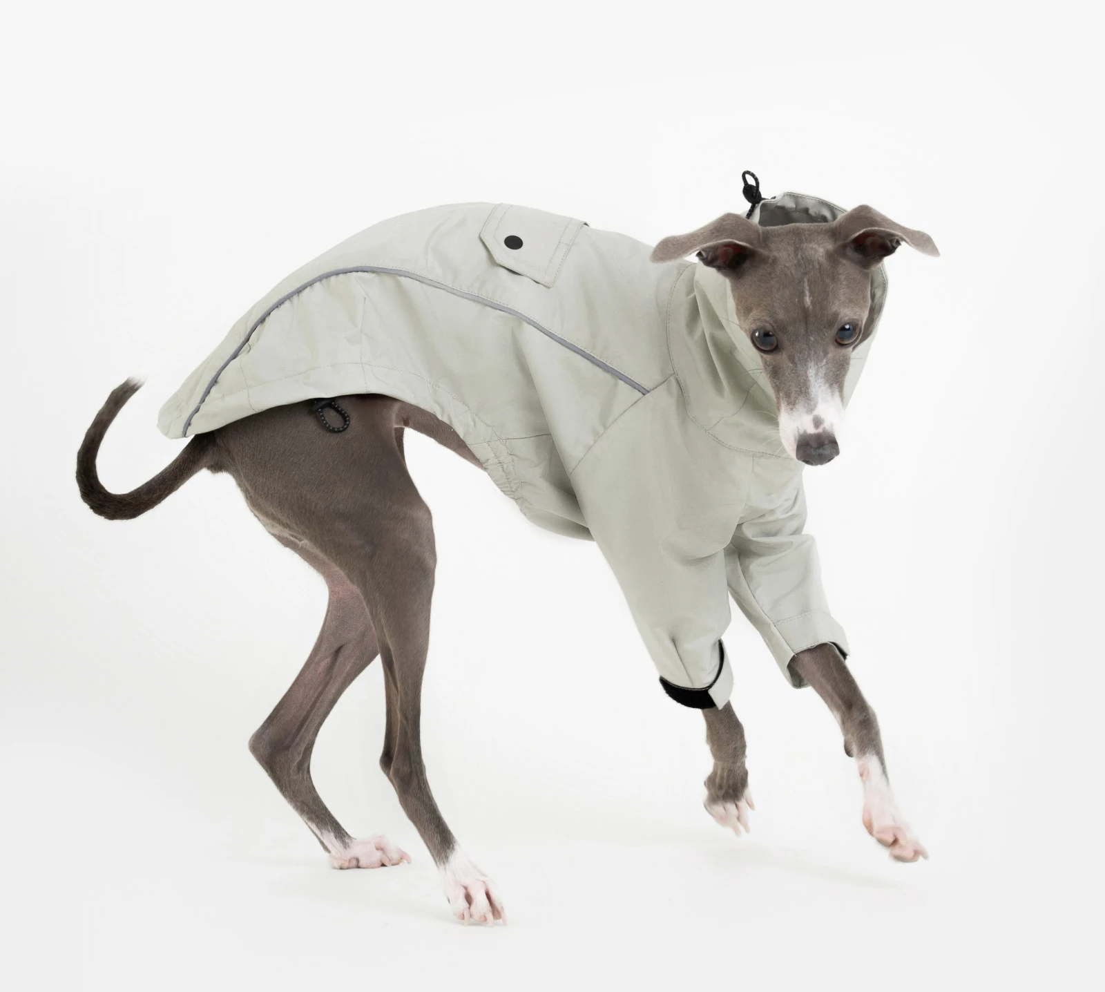 Chaqueta impermeable para perros pequeños y medianos tipo Whippet