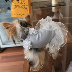 Ropa de primavera para gatos y perros: camisetas y vestidos