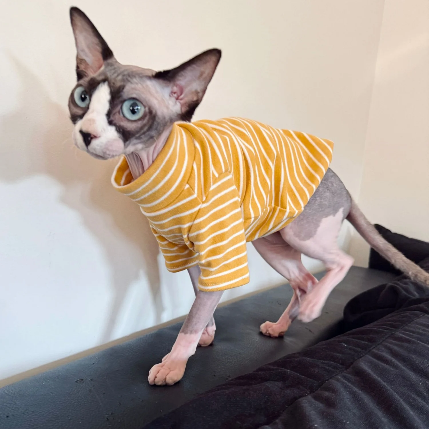 Camiseta interior de rayas de manga larga para gatitos en otoño Abrigo de algodón cálido y grueso para gato sin pelo Mono suave para Devon Rex en invierno Sudadera suave para gato esfinge en primavera