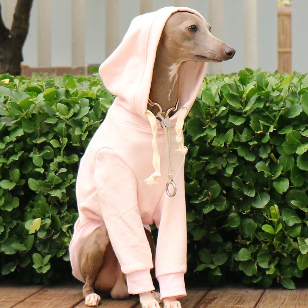 Sudadera con capucha con cordón de galgos para galgo italiano, Top blanco de manga larga para Whippet, abrigo rosa suave para perros medianos - imagen 2