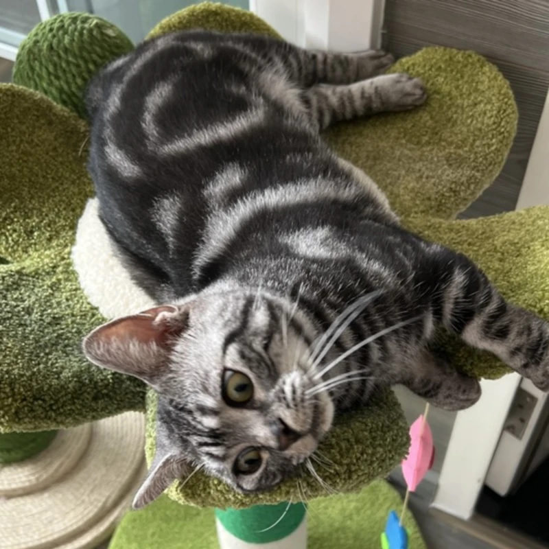 Rascador multicolor para gatos y flores, poste para escalar en la pared, árbol, suministros de entrenamiento para mascotas, accesorios para muebles - imagen 5