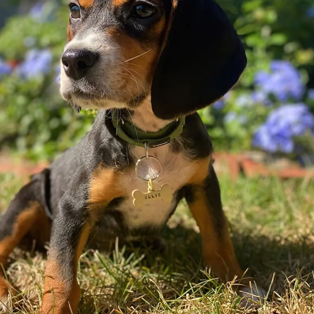 New Bone Personalized Dog Tag Name Pet ID Tag Solid Brass Pets Anti-lost Tag Puppy Accessories Dogs Collar Customized Engraved - imagen 5