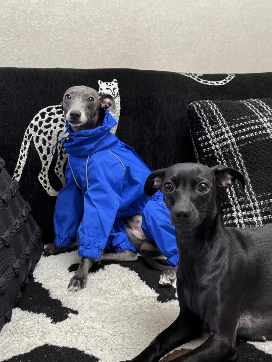 Ropa impermeable para perros galgo italiano a la moda, impermeable para perros de 4 patas a prueba de viento, chaqueta azul, abrigo, ropa de descanso suave para Bellington - imagen 2