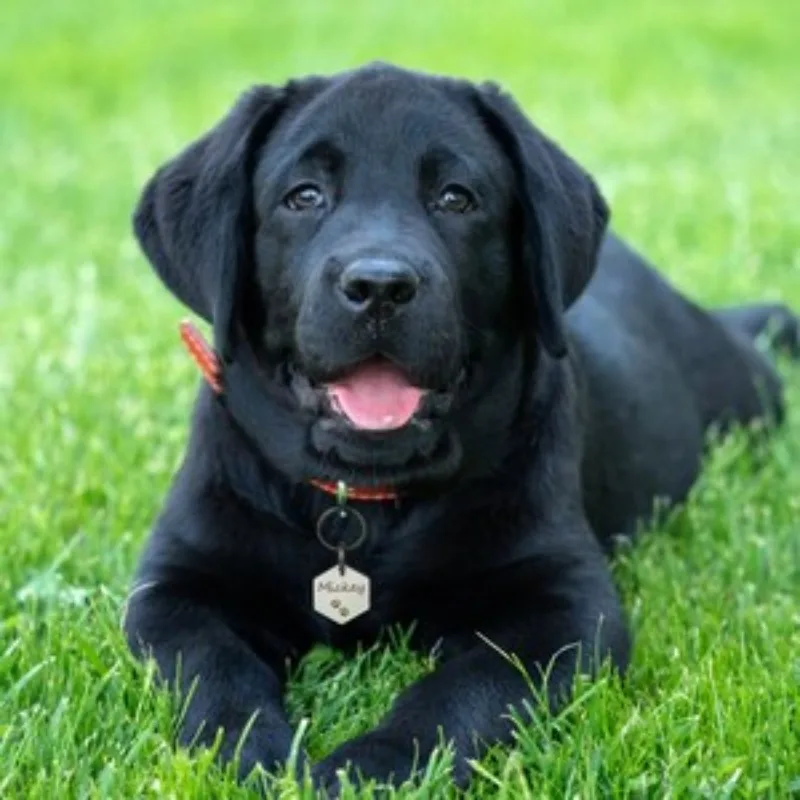 Etiqueta de perro hexagonal de acero inoxidable personalizada con icono divertido, accesorios de Collar de perro y gato con nombre personalizado, placa de identificación antipérdida - imagen 5