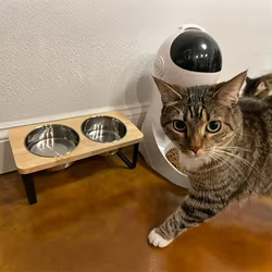 Comedero elevado doble para perros pequeños y gatos, acero inoxidable