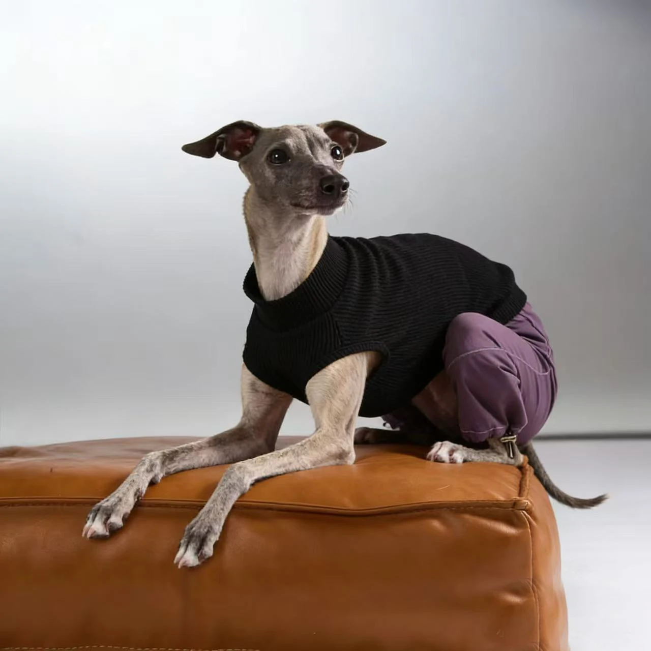 Pijama de algodón para Whippet y Galgo Italiano