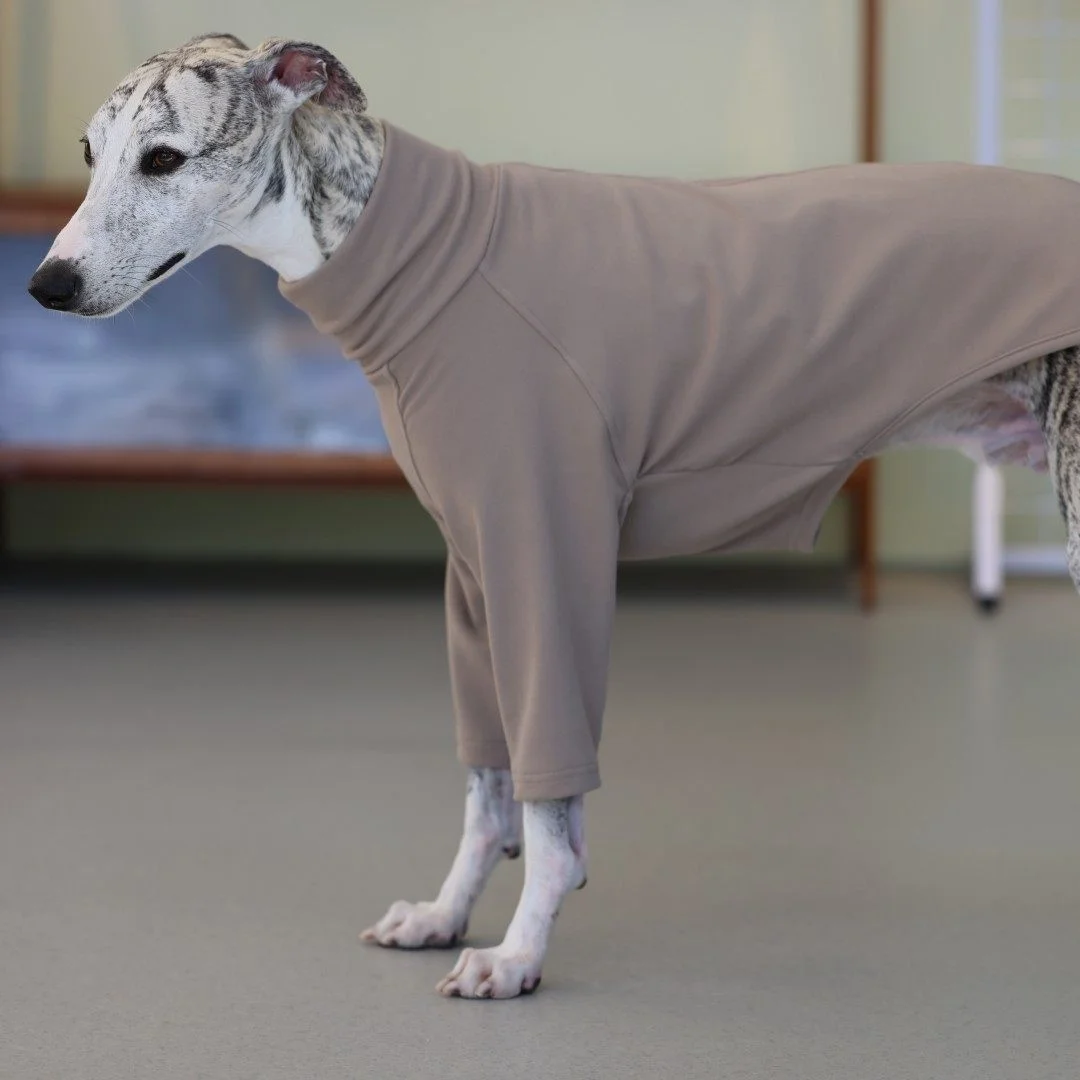 Camiseta caqui y sudadera para Galgo Italiano - imagen 4