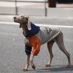 Sudadera con capucha para perros grandes y medianos–ocio de primavera