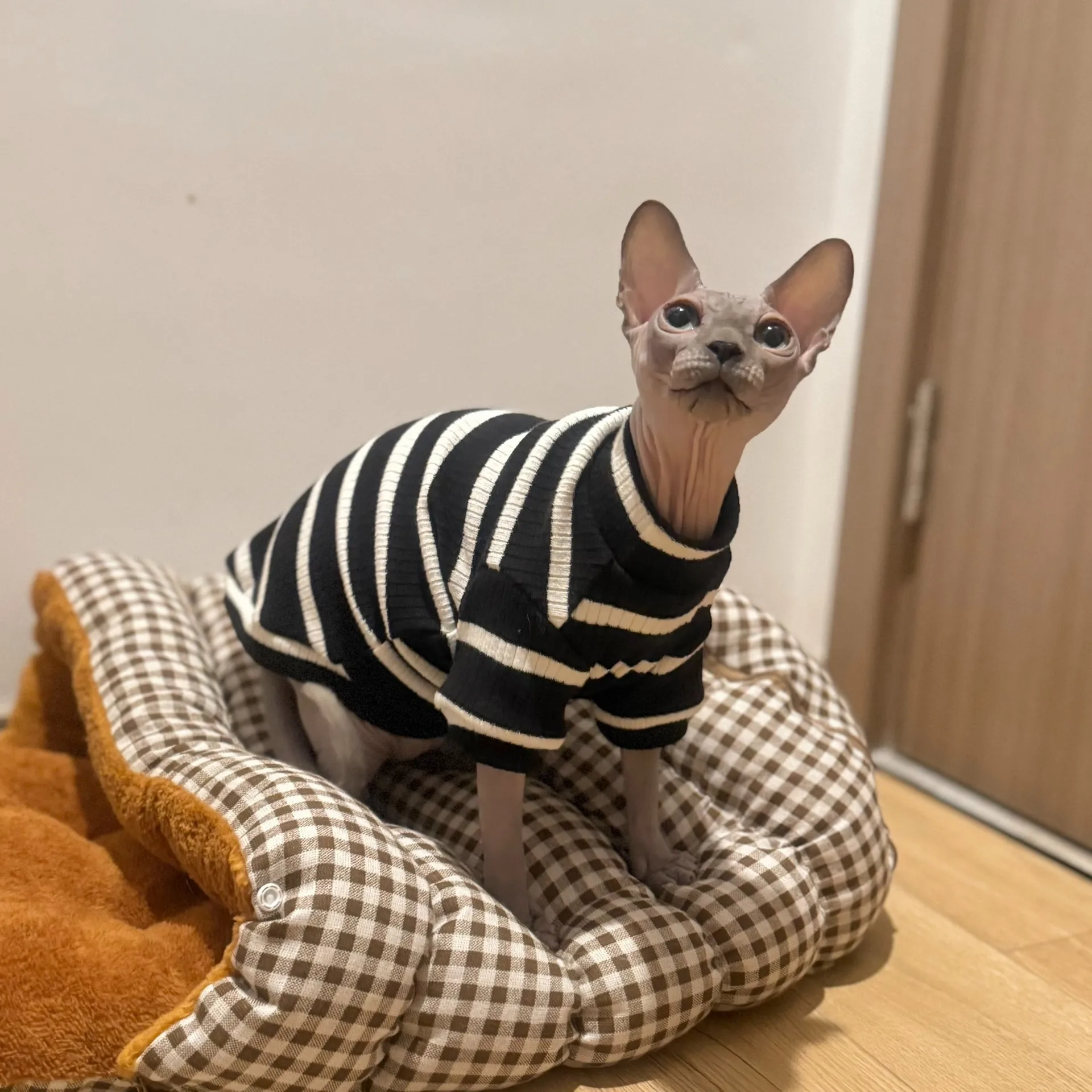 Camiseta de algodón con tiras negras para gato sin pelo, camiseta interior de primavera e invierno para gato Sphynx, pijamas suaves de manga larga para Devon Rex - imagen 2