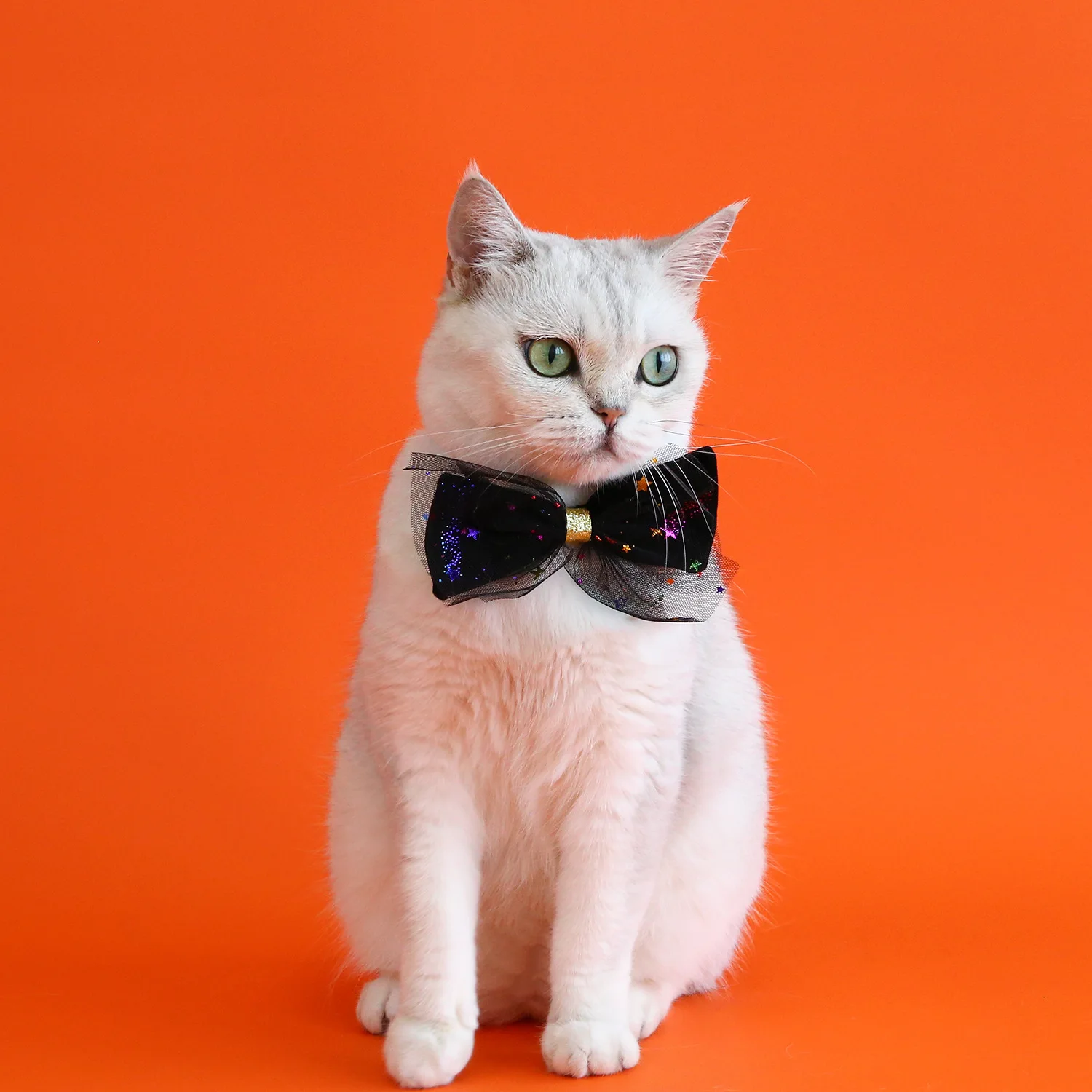 Conjunto de disfraces de Halloween para mascotas, cuello de pajarita de terciopelo de calabaza, sombrero de lentejuelas, tocado de gato y cachorro, fotografía - imagen 3