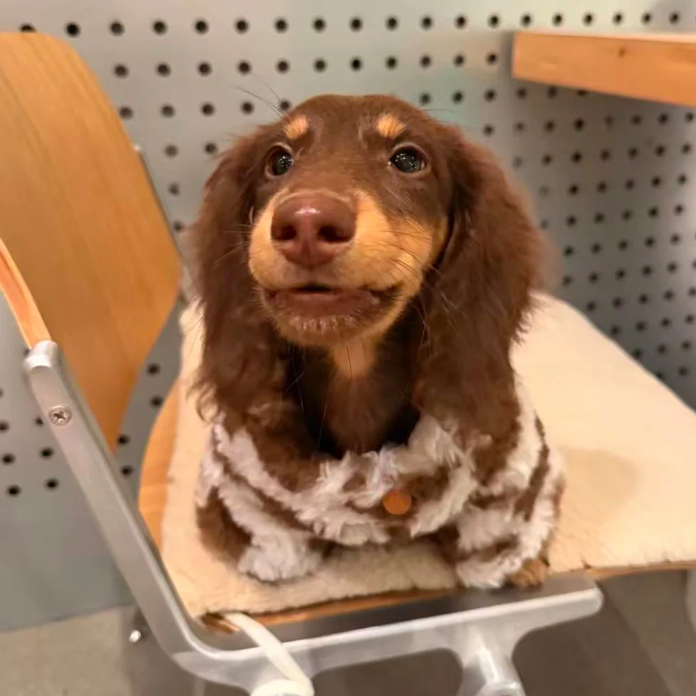 Sudadera para perro salchicha – Abrigo otoño invierno - imagen 2