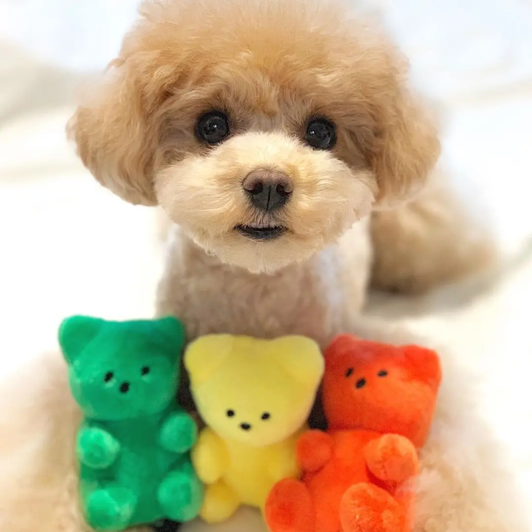 Perro pequeño juguetes chirriantes cachorro oso en forma lindo juguete chirriante para gatos perros suministros para mascotas Pomeranian Teddy Shih Tzu Pug juguetes para perros - imagen 5