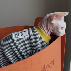 Camiseta algodón rayas manga larga para gatos Esfinge – Abrigo otoño