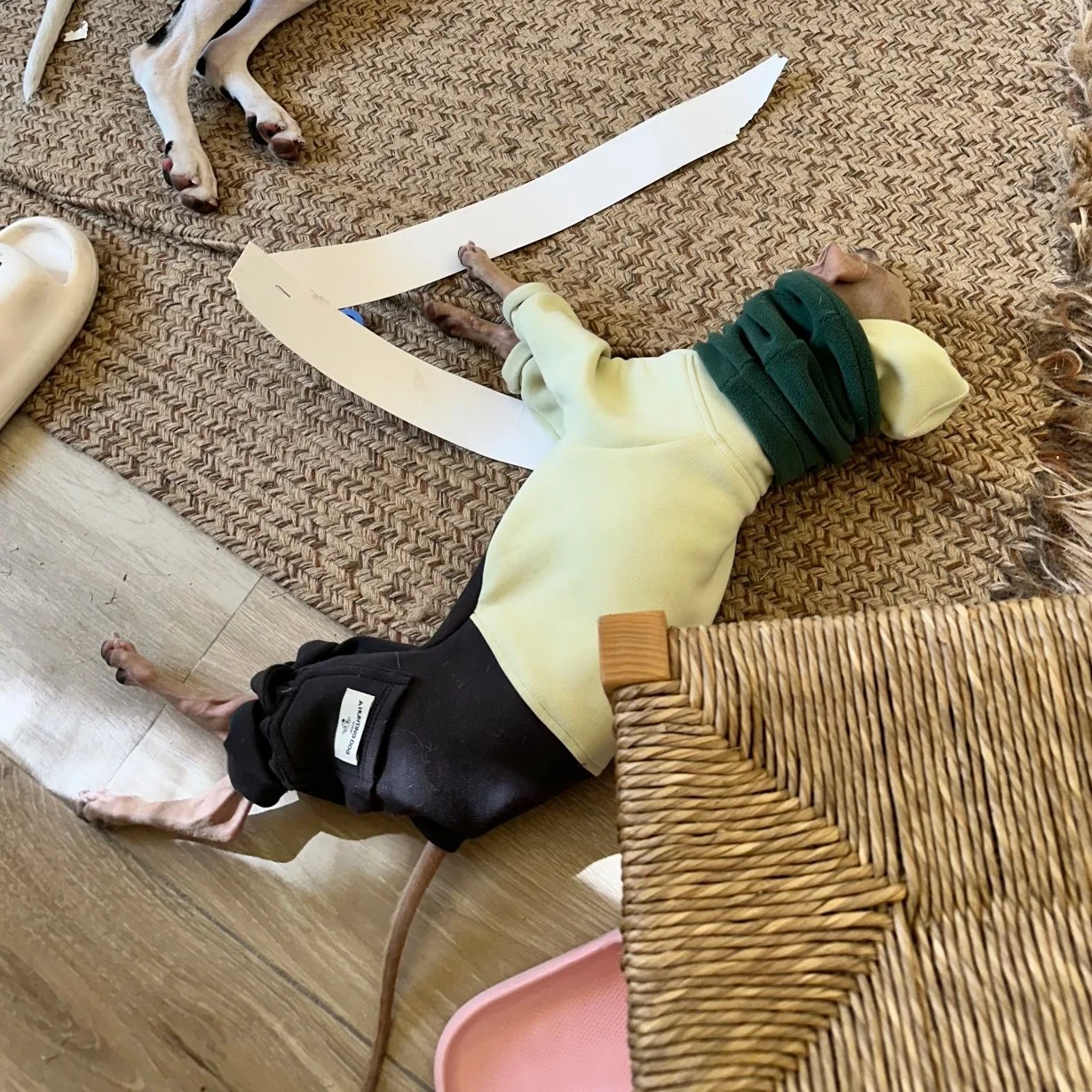 Sudadera con capucha para galgo italiano y whippet – Abrigo cálido - imagen 3