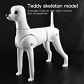Teddy  model