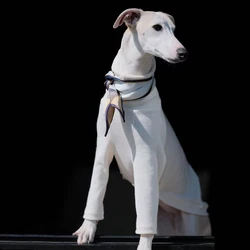 Camiseta manga larga para galgo italiano y whippet – Estilo japonés