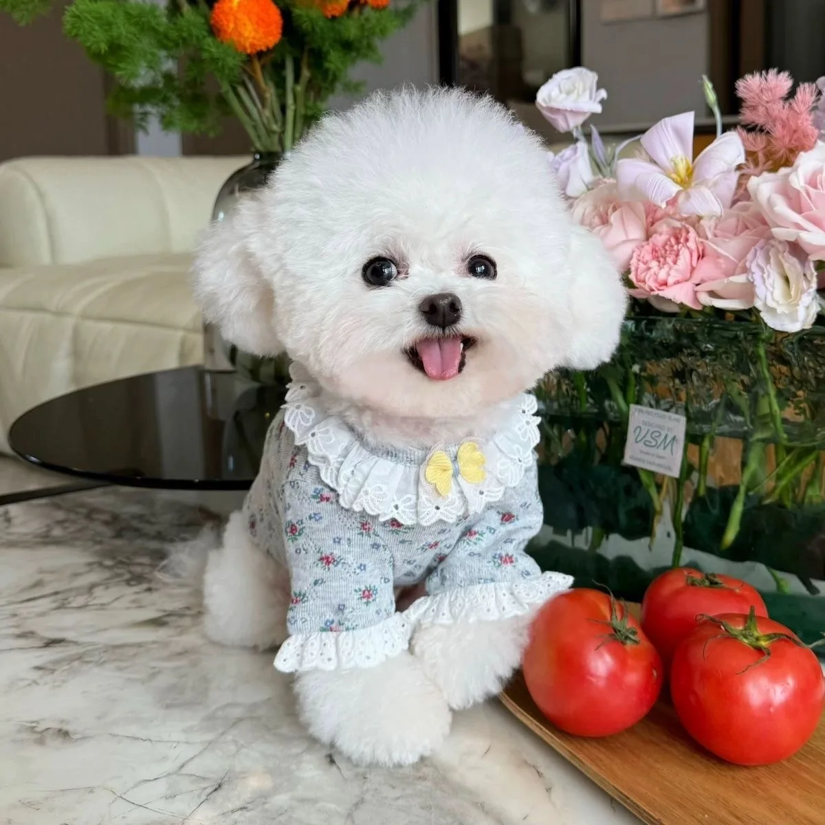 Ropa para mascotas para otoño e invierno, nueva camisa Base de encaje Floral para perros y gatos, ropa de capa interior suave para perros pequeños, ropa para cachorros - imagen 3