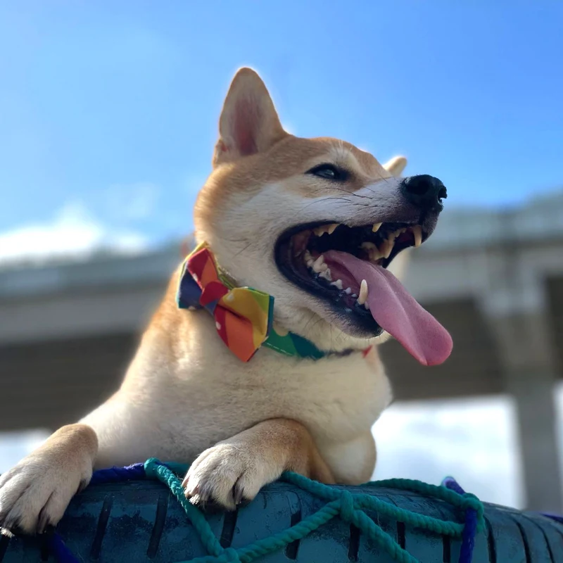 Collar de mascotas Bowknot para perros pequeños, medianos y grandes, pajarita, ruptura ajustable, Bulldog mascota, Pug, Corgi, collar - imagen 5