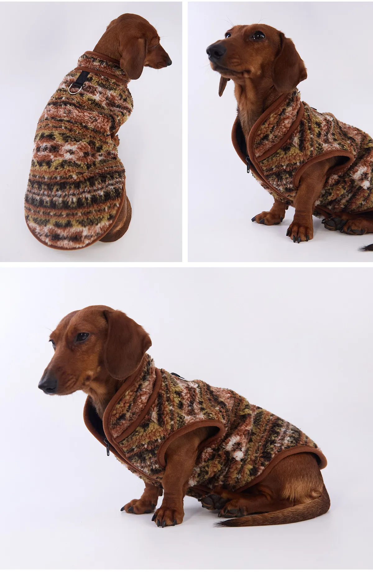 Perro tejón con el abrigo bohemio azul