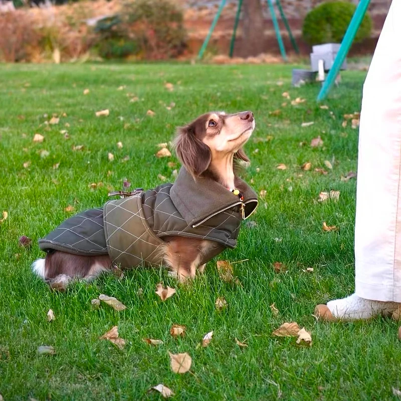 Abrigo verde militar elegante para perros salchicha, abrigo de invierno para perros Wiener, capa cálida a prueba de viento para perros pequeños, medianos y grandes - imagen 3