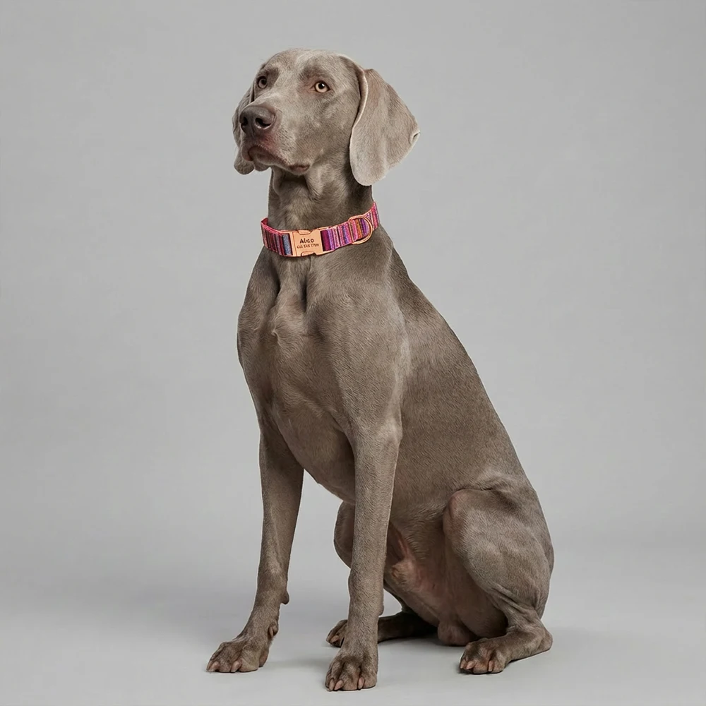 Collar personalizado para perro con nombre grabado - imagen 3