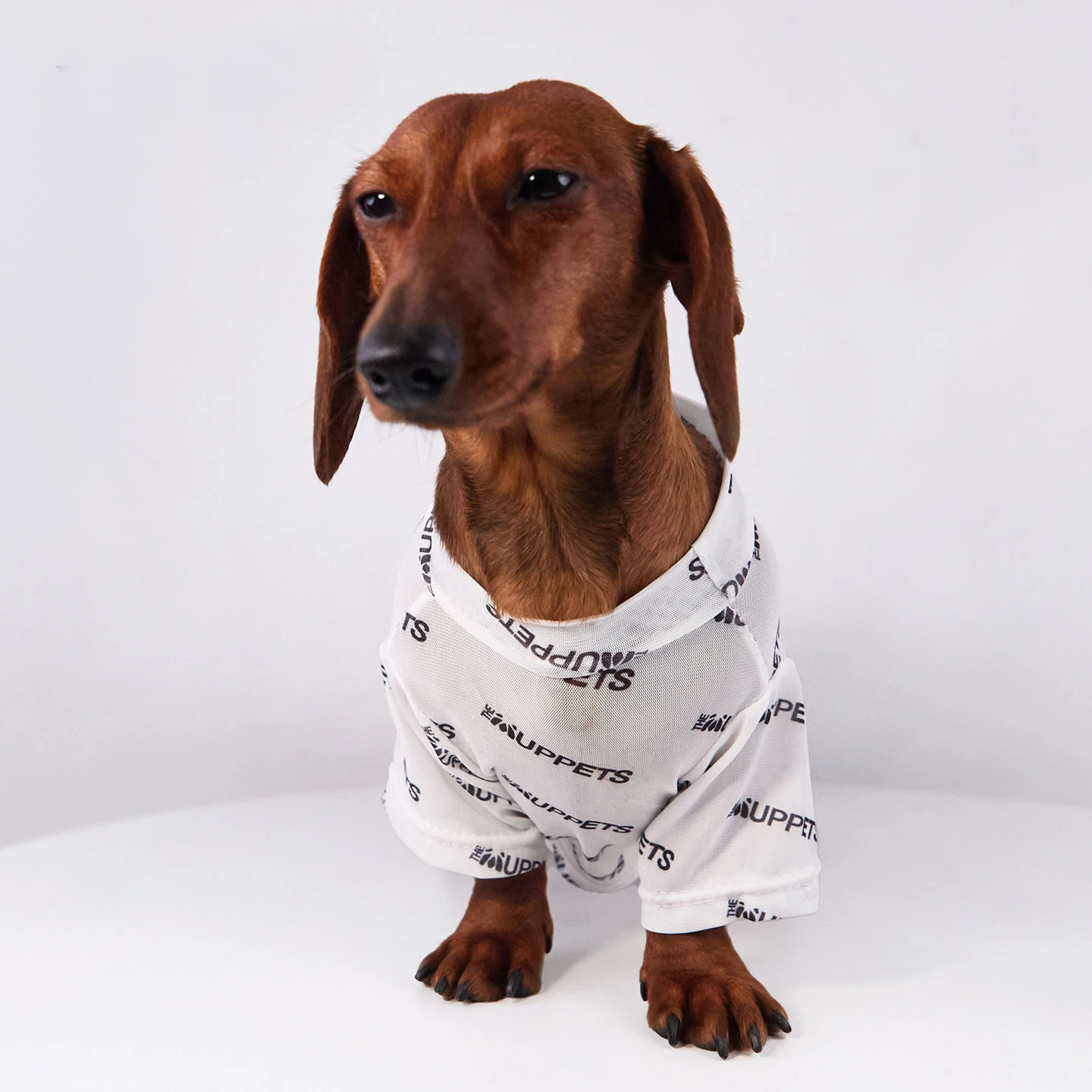 Pijama malla ultravioleta para perros pequeños Dachshund - imagen 5