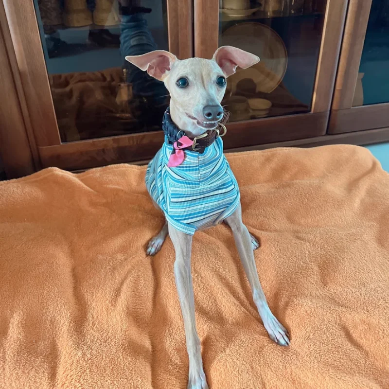 Camiseta de primavera de cuello alto a rayas grises para perros de mediana edad Abrigo de primavera sin mangas de algodón para pijama azul de verano de Greyhound Wellington - imagen 4