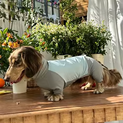 Camiseta transpirable para perro salchicha con espalda ajustable