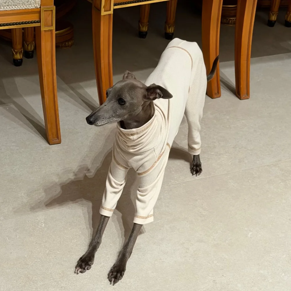 Mono suave beige para Galgo Italiano y Whippet – Ropa de primavera - imagen 5
