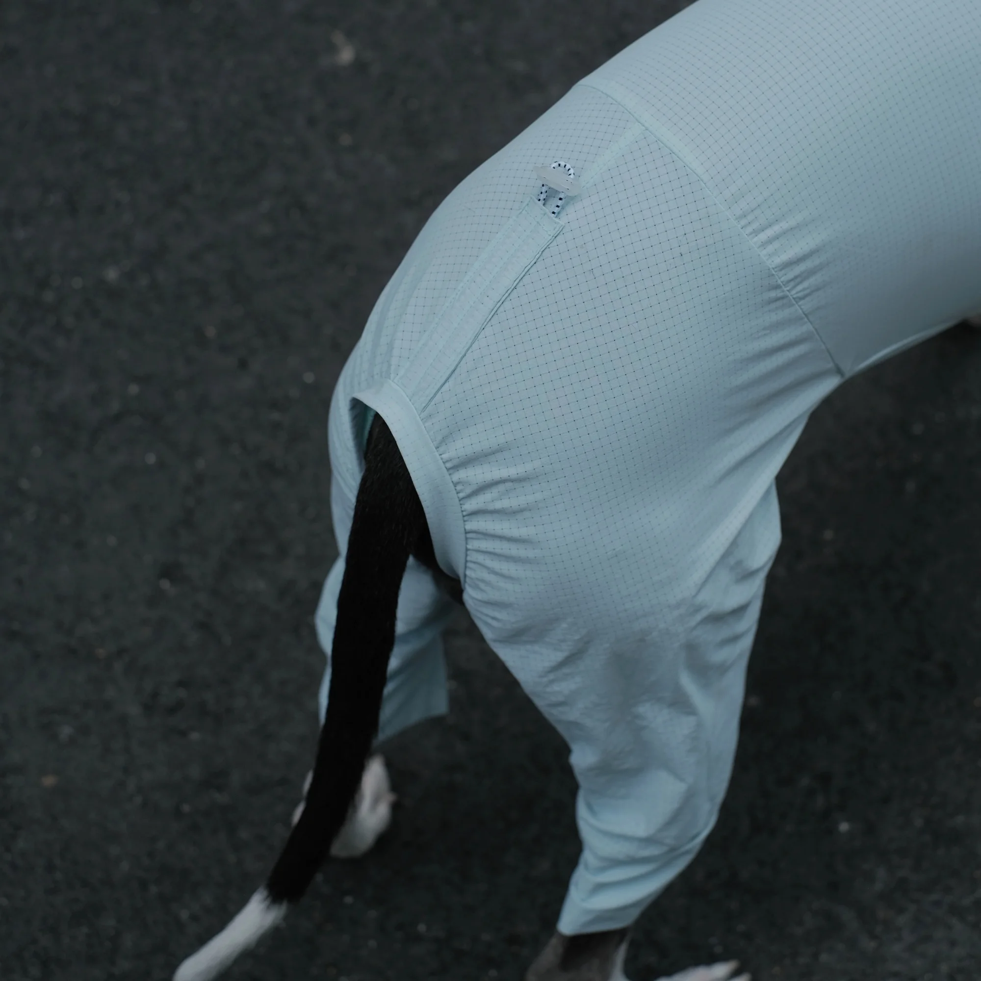 Camiseta azul ajustable con espalda fresca ligera para whippet Abrigo transpirable de secado rápido resistente a los insectos de verano para galgo italiano Mono de exterior para perros en primavera - imagen 5