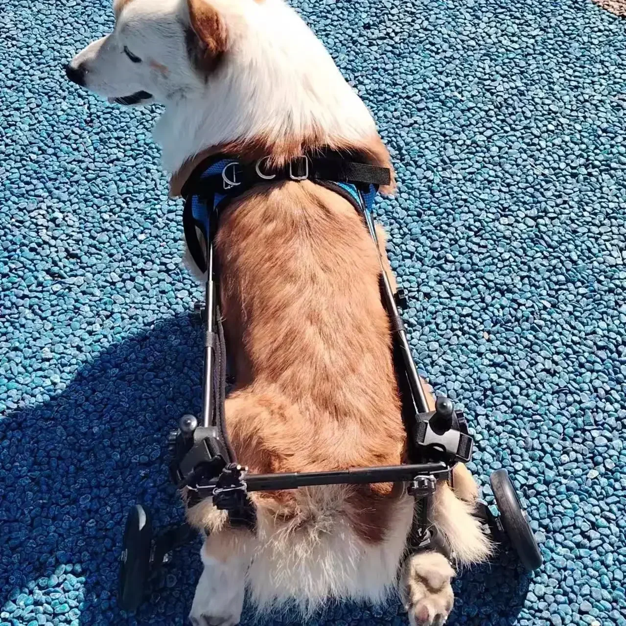 Silla de ruedas para perros, extremidad trasera, patinete para mascotas paralizado, ayuda para piernas traseras para perros discapacitados, soporte para mascotas de peluche para gatos - imagen 4