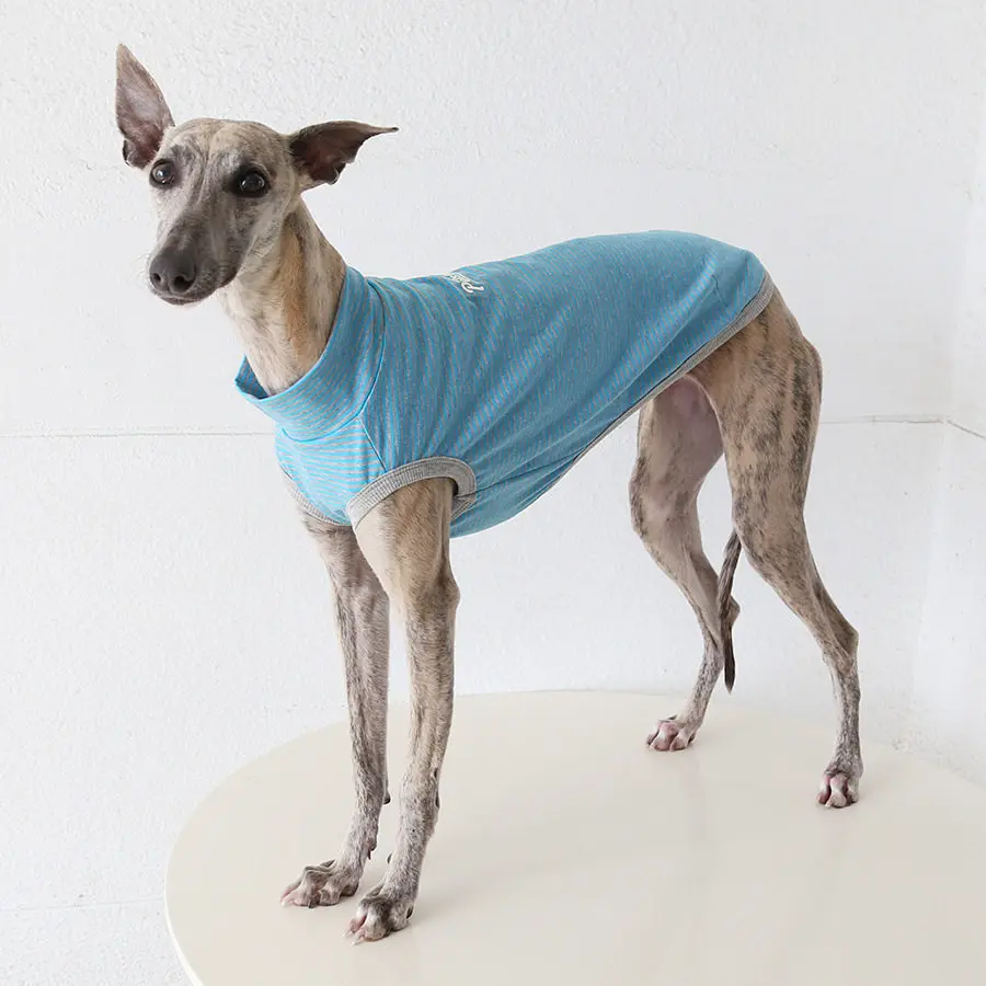 Ropa solar para perros Whippet y Galgo Italiano, transpirable y ligera - imagen 5