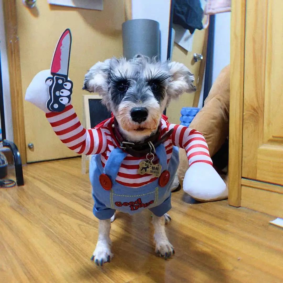 Disfraz de mensajería para mascotas: divertido disfraz de perro y gato con sombrero, ropa de cosplay de juego de rol de estilo independiente para fiestas de Halloween