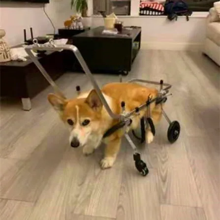 Silla de ruedas ajustable para perros con soporte y movilidad - imagen 2