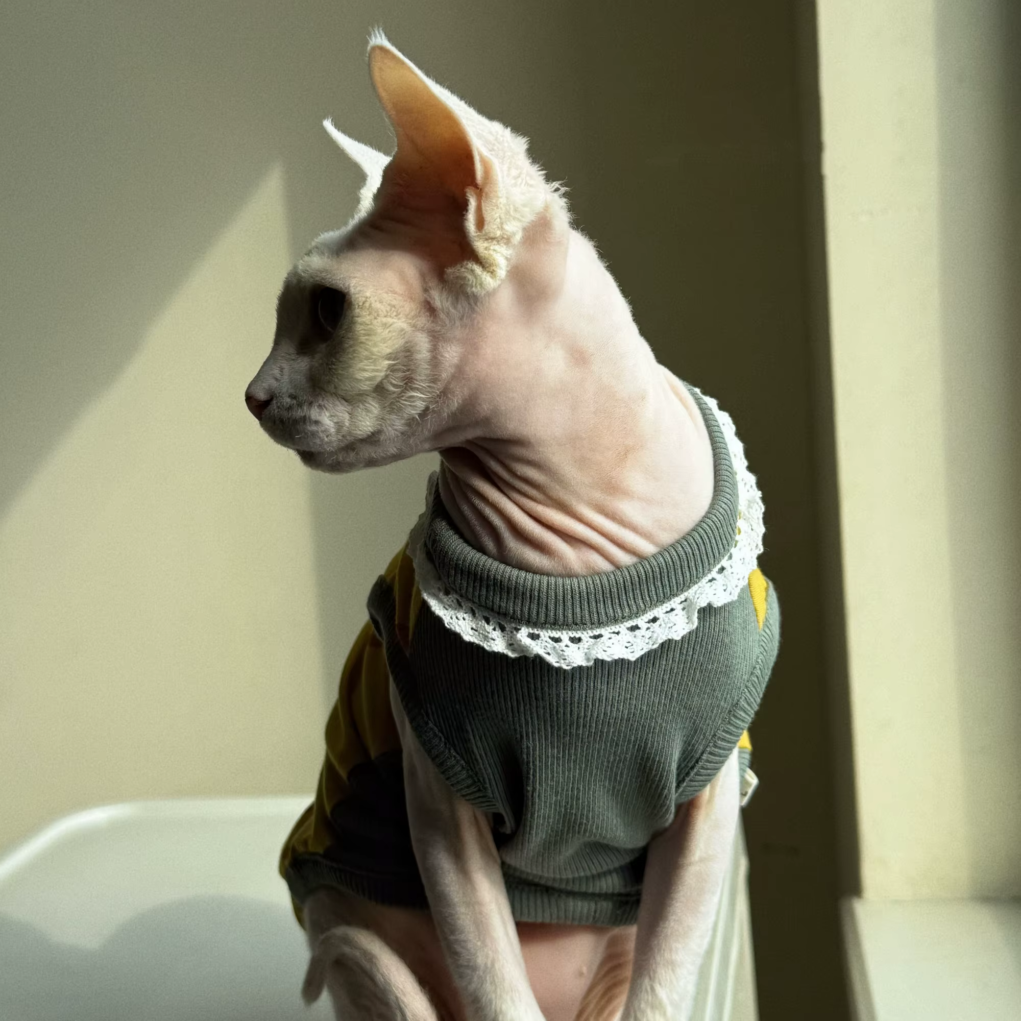 Chaleco primavera de algodón con encaje para gatos Sphynx y Devon Rex - imagen 4