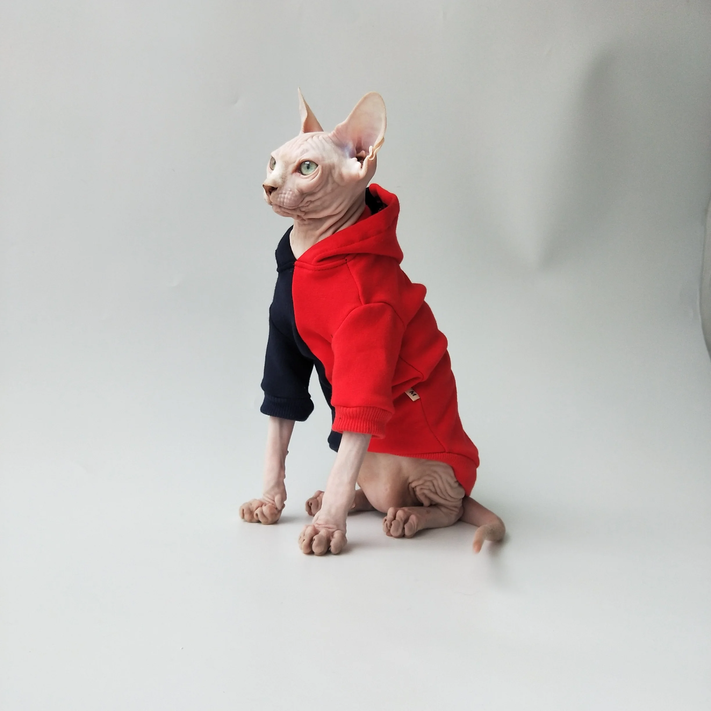 Gato Sphynx vestido con sudadera de bloques
