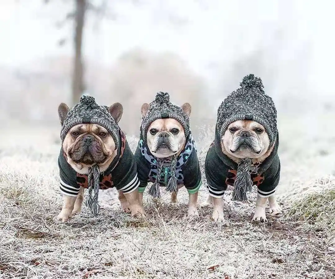 Gorro navideño para perros pequeños y medianos, gorro con pompón tejido cálido para invierno con Puffball, orificios para las orejas y accesorios para mascotas con borlas largas - imagen 5