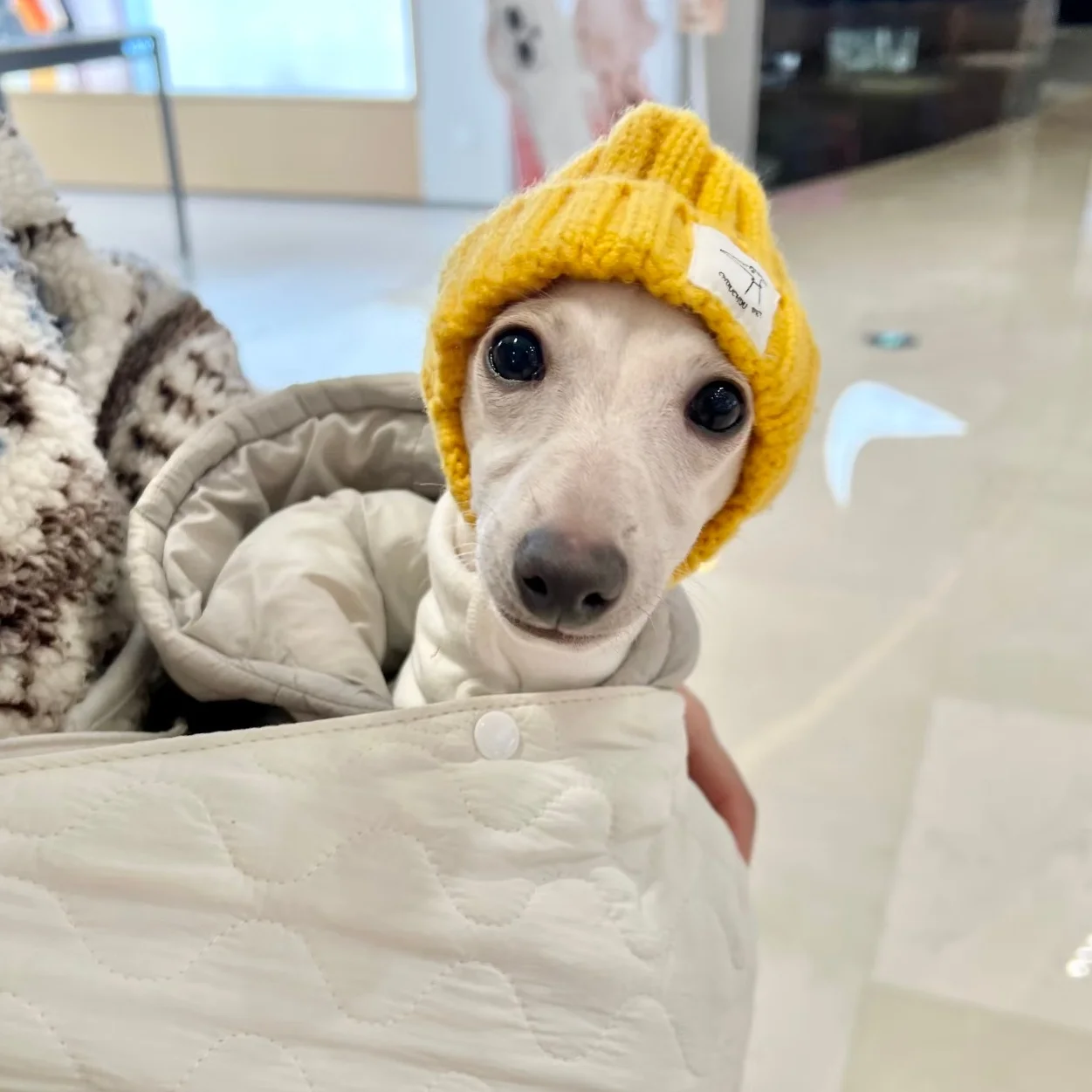 Gorro de punto para Galgo Italiano y Whippet - Invierno cálido - imagen 3