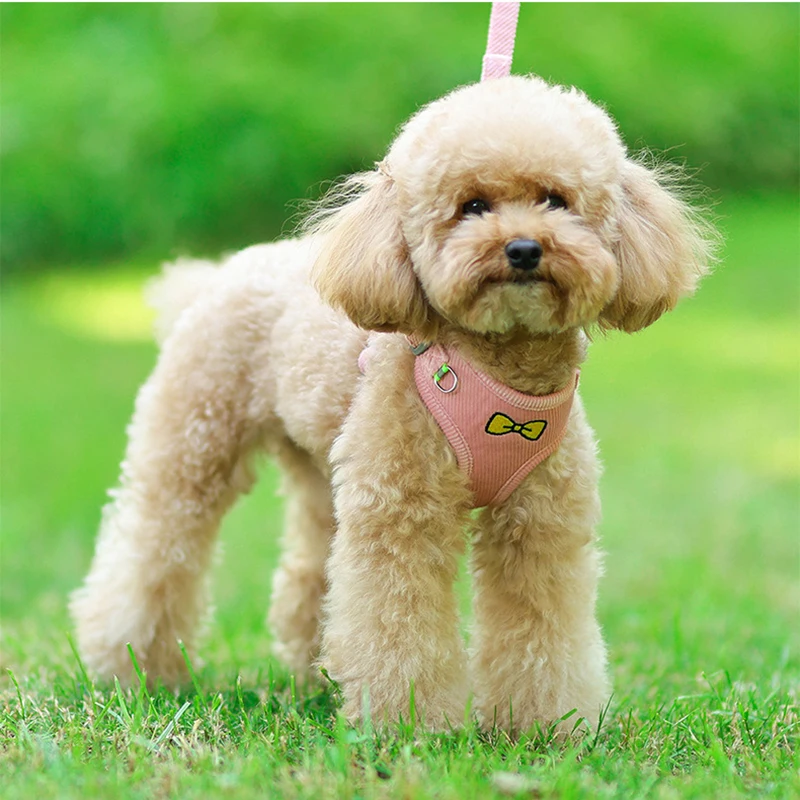 Juego de arnés y correa de pana para perros pequeños y medianos, chaleco transpirable para cachorros y gatos, correa para caminar para Chihuahua - imagen 5