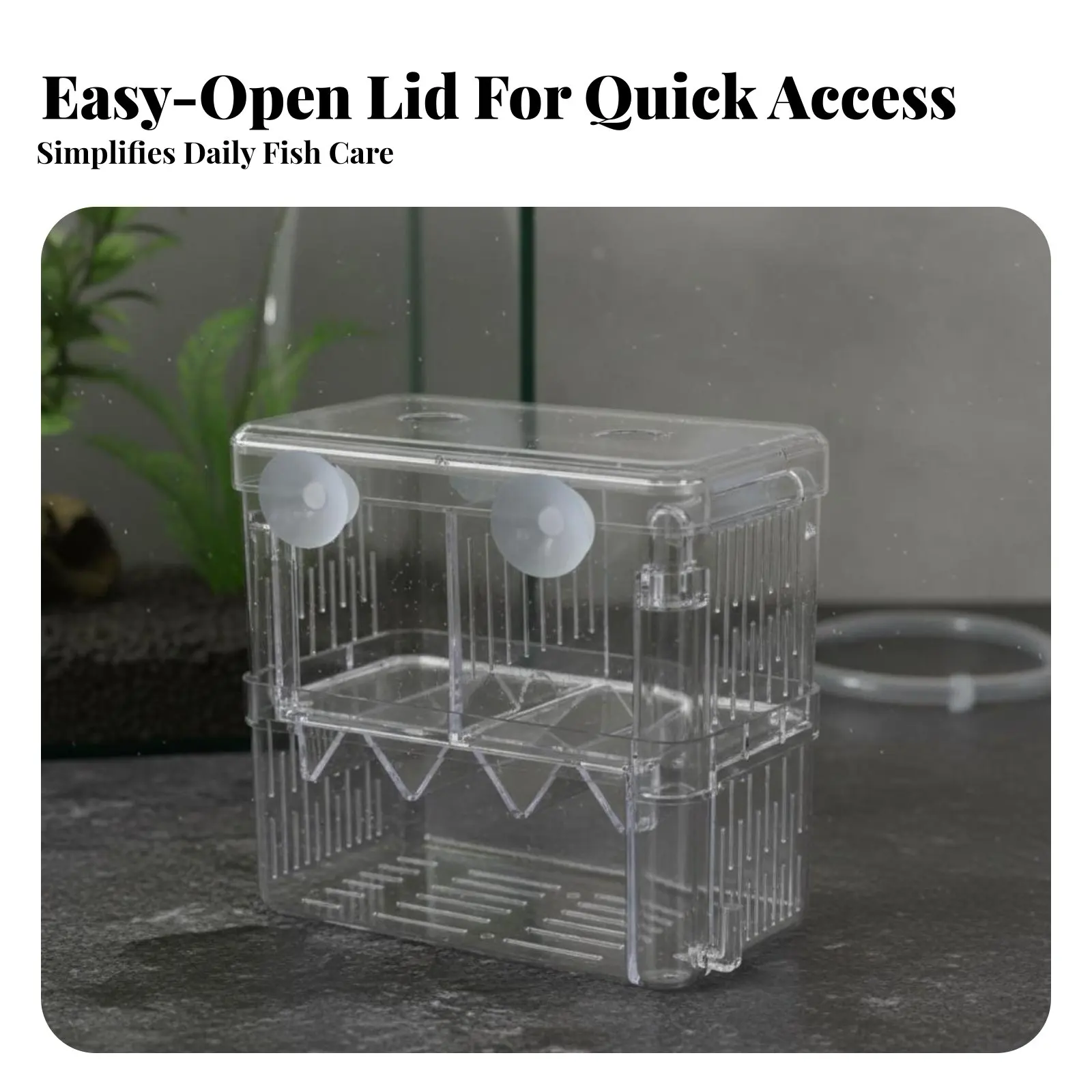 Caja de Cría Acuática Flotante para Bettas - Incubadora de Crías - imagen 2