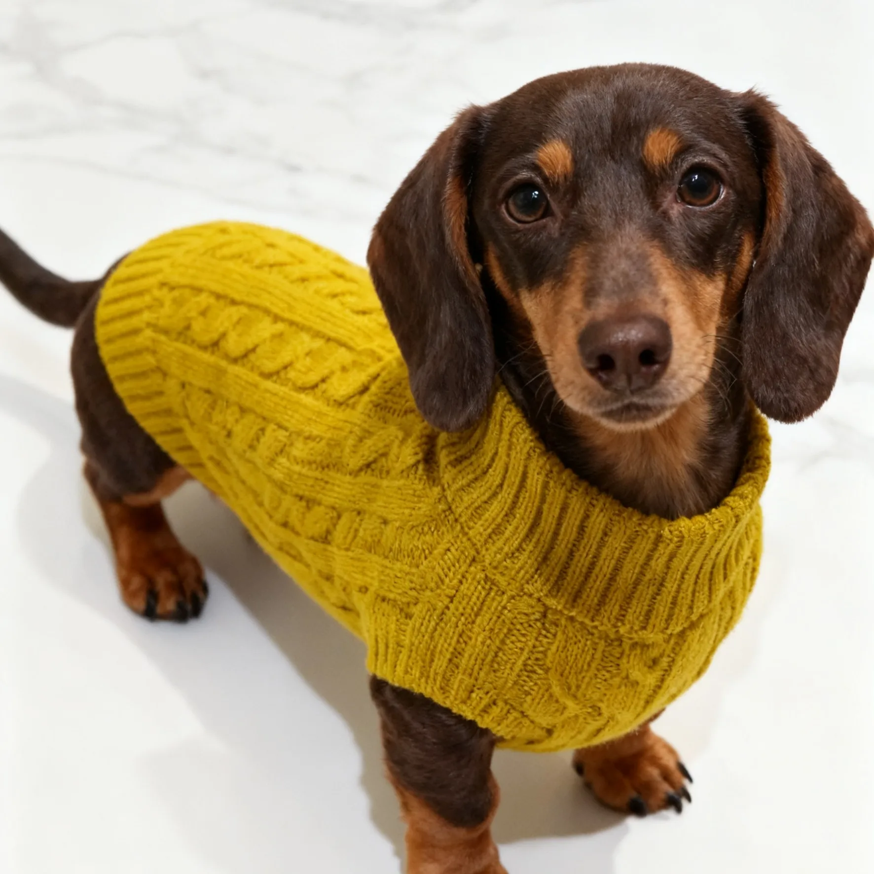 Chaleco de punto invierno para perros pequeños y Dachshund