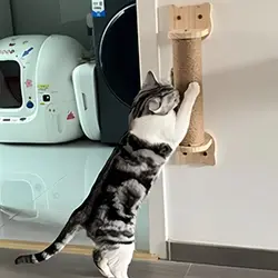 Rascador de cuerda de Sisal de madera para gatitos, columnas más gruesas para gatos grandes, poste rascador para gatos montado en la pared, muebles para mascotas
