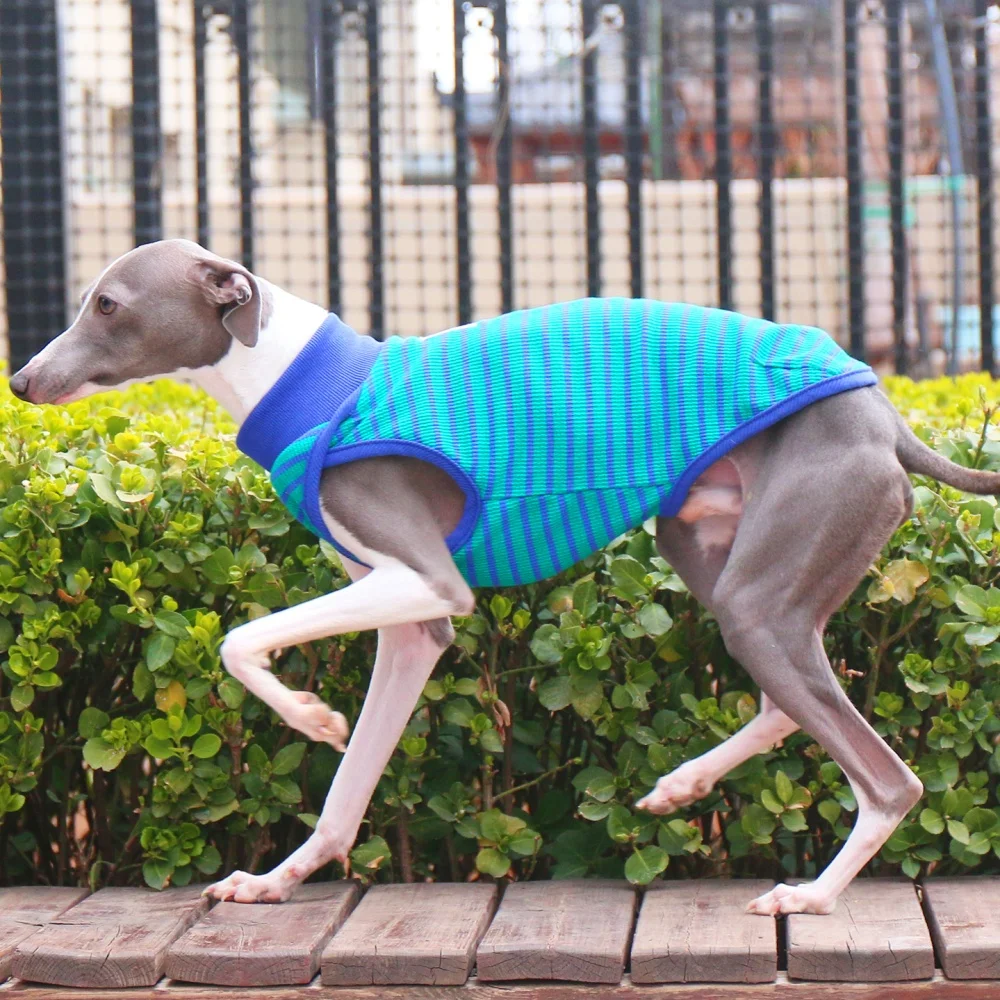 Camisa azul de algodón rayado para Whippet en primavera, chaleco suave para abrigo de galgo italiano para Wellington en disfraz de perros medianos de primavera - imagen 5