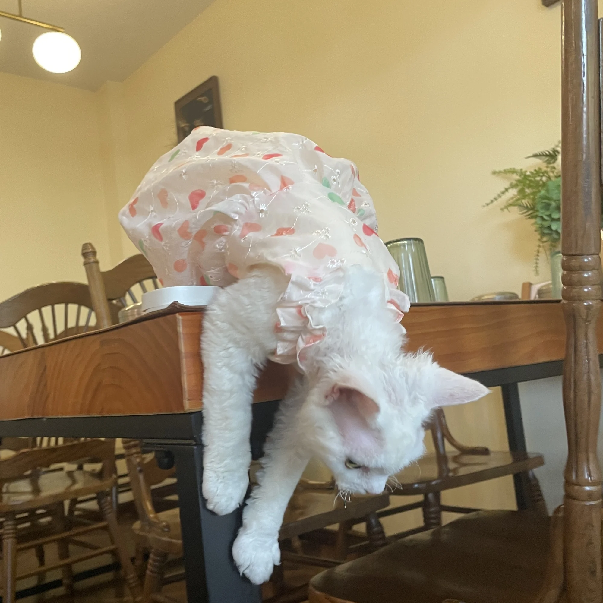 Vestido de princesa de doble cara de verano con interior de algodón suave para gato Sphynx falda rosa dulce transpirable Tiara con lazo para gato femenino - imagen 5