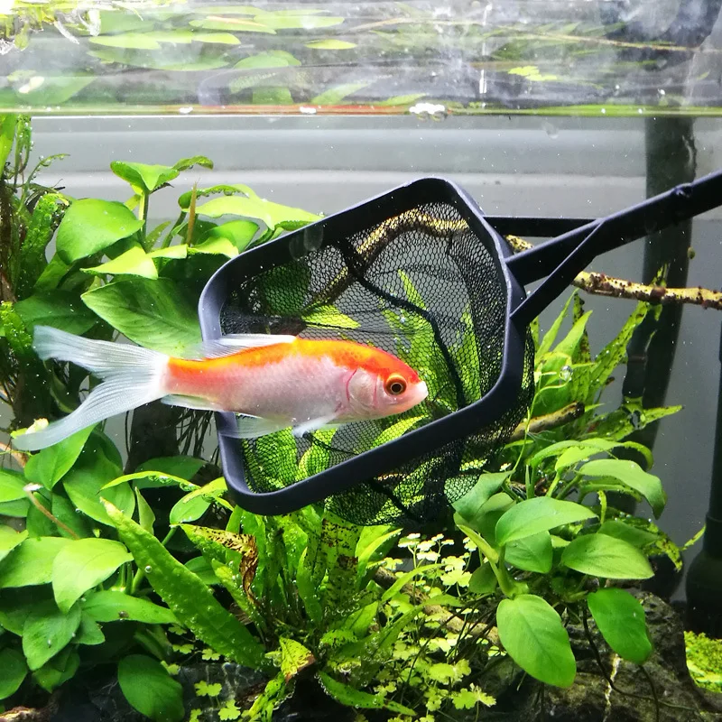 Red de pesca cuadrada para acuario, equipo de pesca con mango largo para atrapar peces ornamentales, camarones, pecera, accesorios limpios, 1 ud. - imagen 3