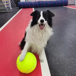 Pelota de tenis inflable para perro – Resistente a mordiscos