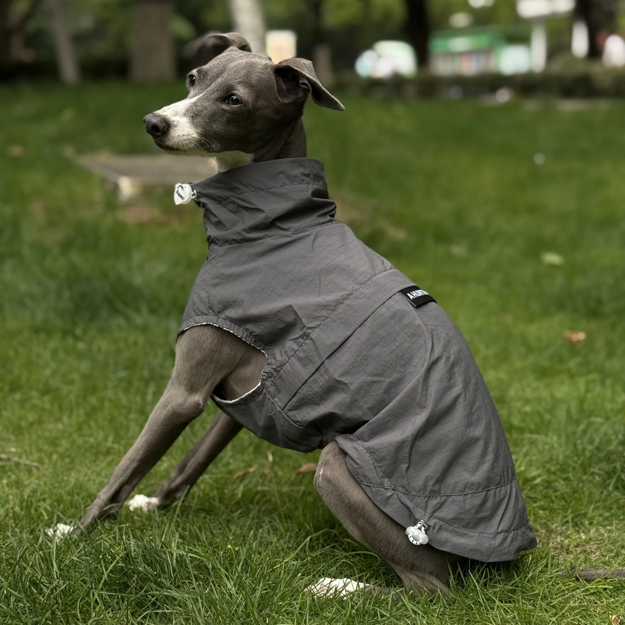 Ropa de protección solar para perros en verano Chaqueta de abrigo UPF100 transpirable fresca y ligera con cremallera para galgo italiano Chaleco de resorte suave con botones ajustables para Bedlington - imagen 5