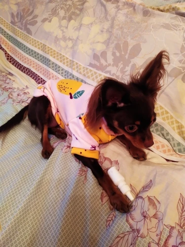 Diferentes razas usando la sudadera - Versatilidad