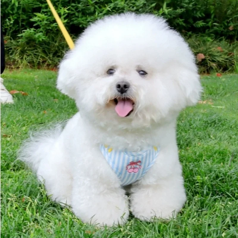 Arnés chaleco ajustable estampado cereza para perros y gatos - imagen 2